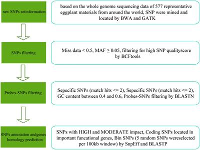 Development of a 50K SNP array for whole-genome analysis and its application in the genetic localization of eggplant (Solanum melongena L.) fruit shape